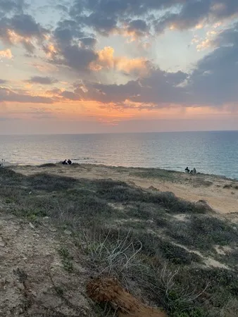 זיו22