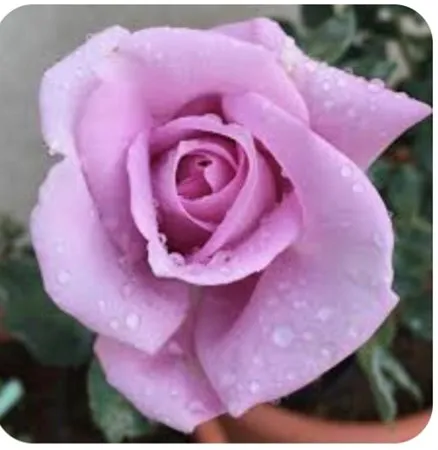 לנה38