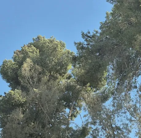 שועלי הכרם