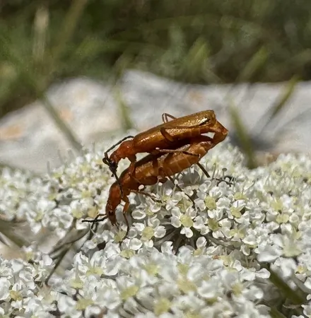 חמוד עם הומור 