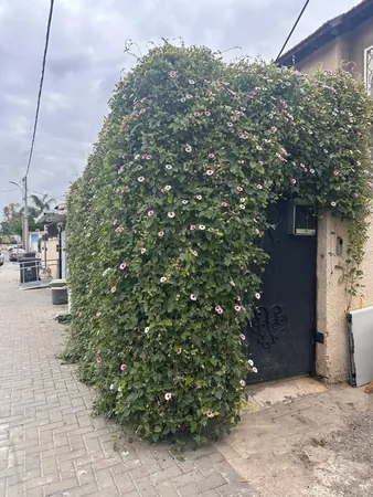 منهمخ 