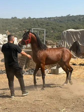 נתן חיון