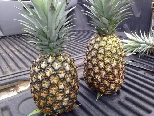 Pineapple 